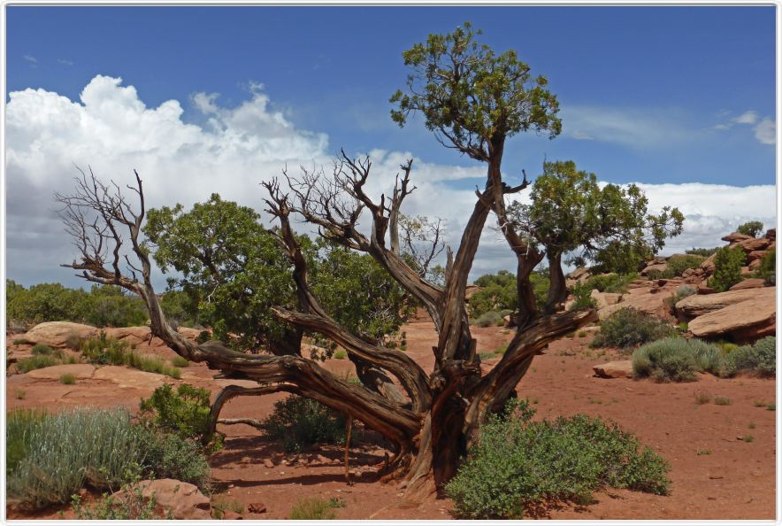 Les environs de Moab (Utah).