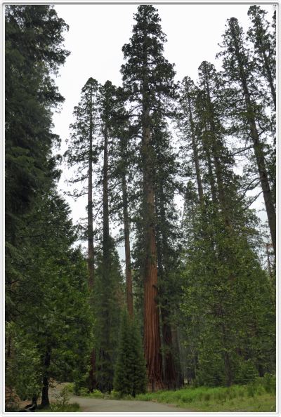 Mariposa Grove, forêt des Séquoias géants (Californie).