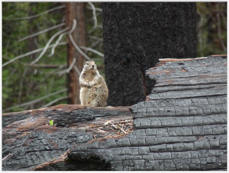 Mariposa Grove, forêt des Séquoias géants (Californie).