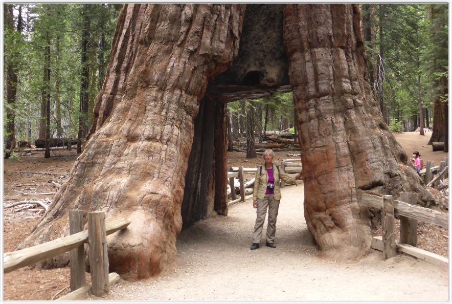 Mariposa Grove, forêt des Séquoias géants (Californie).