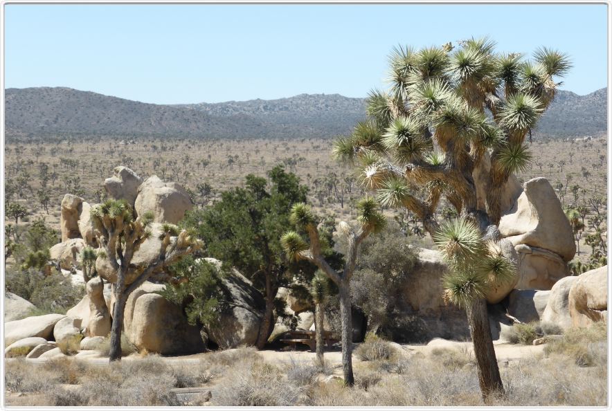 Yucca Valley (Californie).