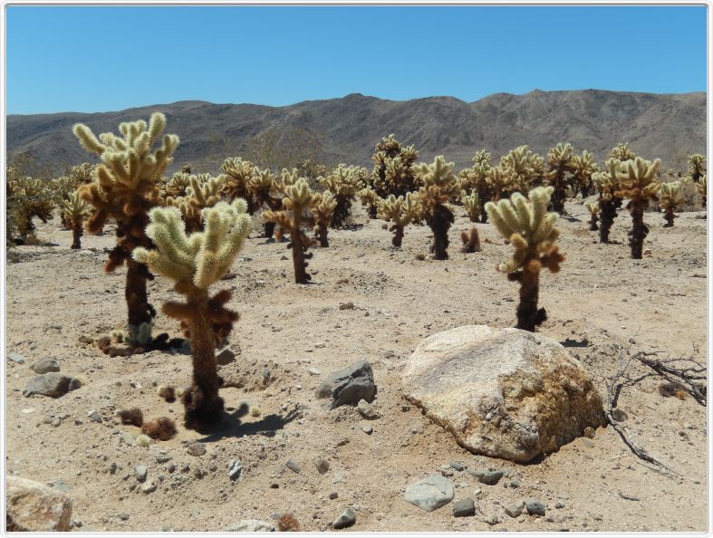 Yucca Valley (Californie).
