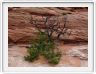 Parc national de Canyonslands (Island in the sky) (Utah).