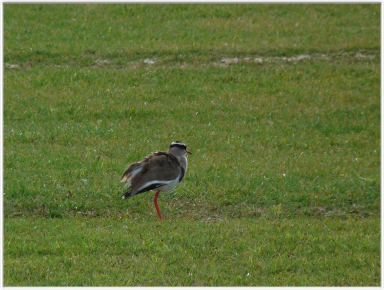 Vanneau couronné (crown lapwing)