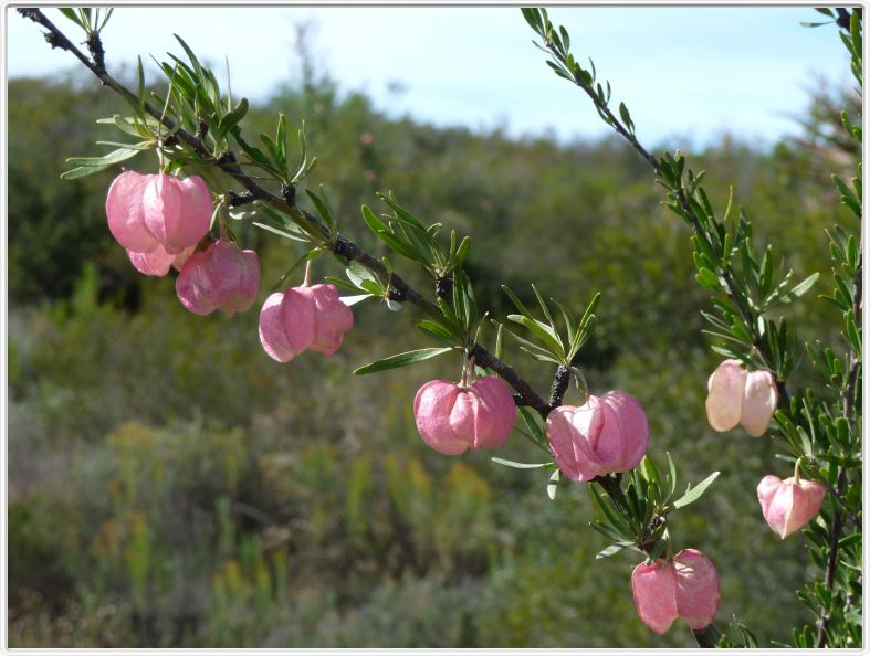 Nymania Capensis (Klapperbos)