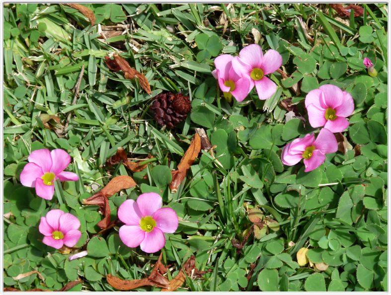 Oxalis  