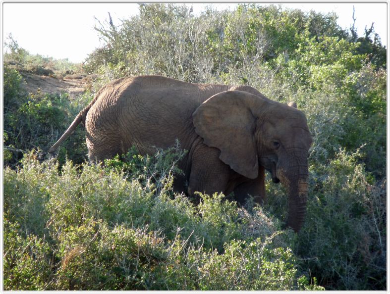Addo Elephant Park