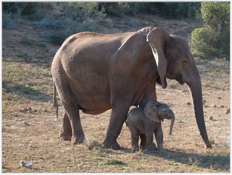 Famille en promenade