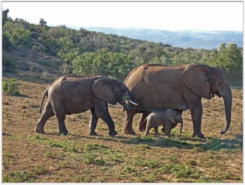Famille en promenade