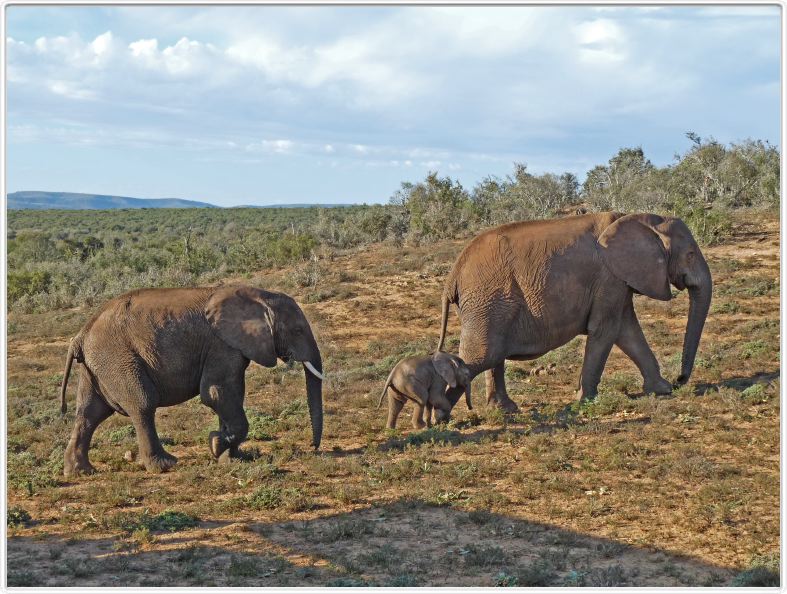 Famille en promenade
