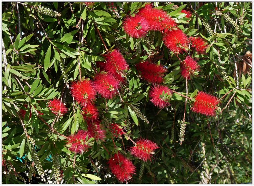 Calistemon laevis - fleur goupillon - rince bouteille
