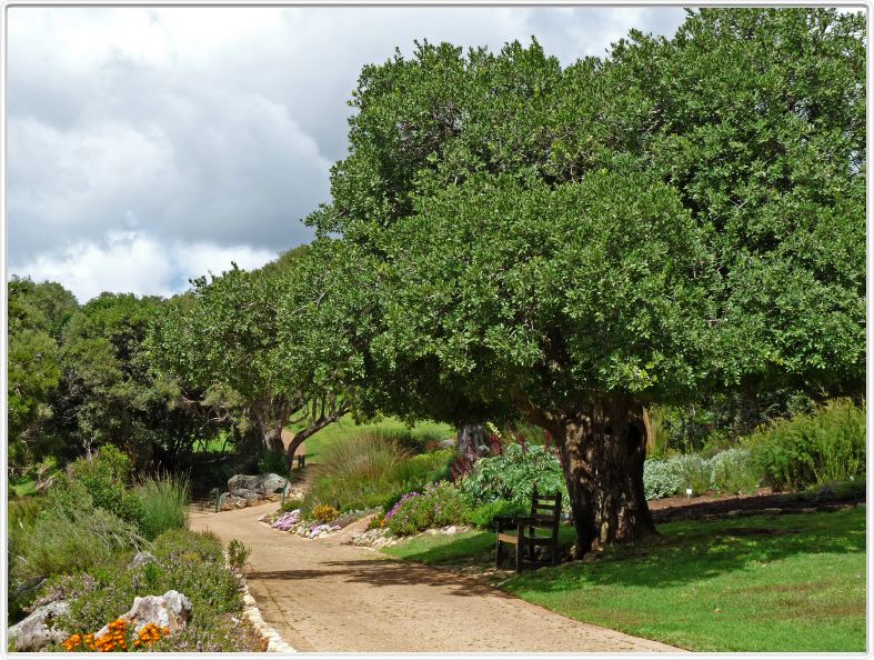 Jardin botanique de Kirstenbosch