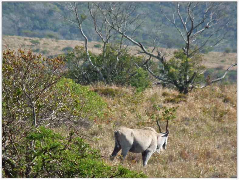 Eland