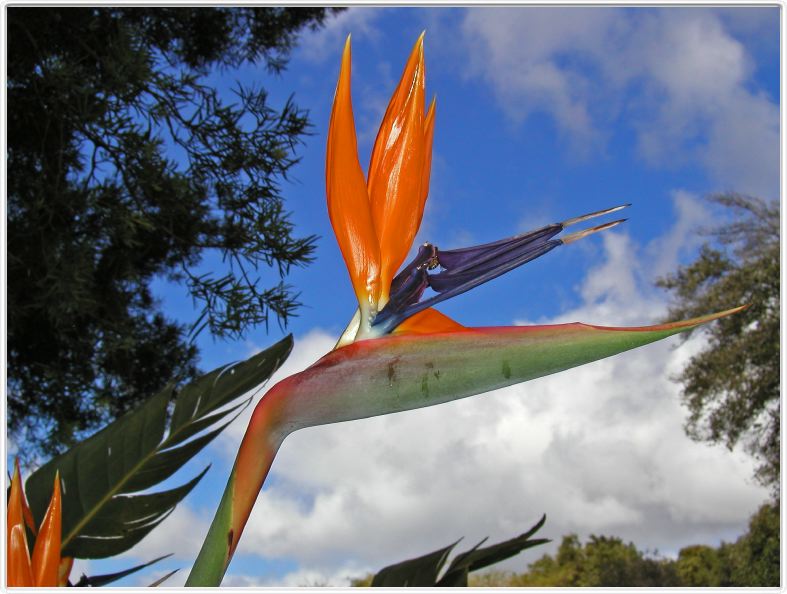 Oiseau de Paradis (Strelizia)