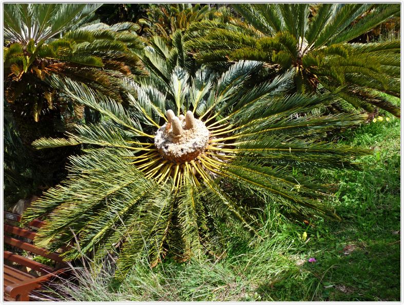 Encephalartos friderici