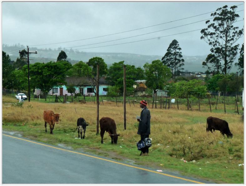 Sur la route de Port Edward (R61)