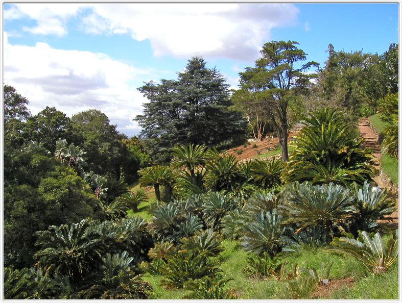 Encephalartos friderici