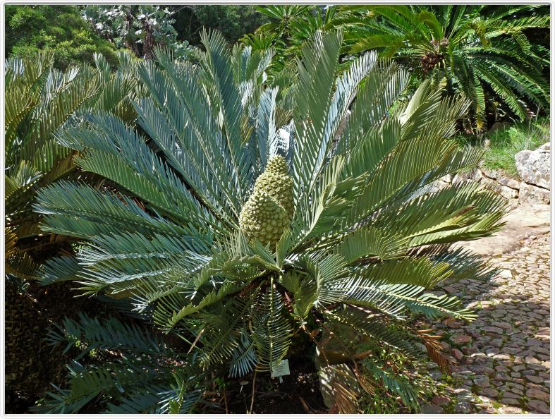 Encephalartos princeps