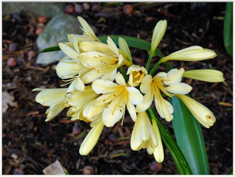 Clivia miniata citrina