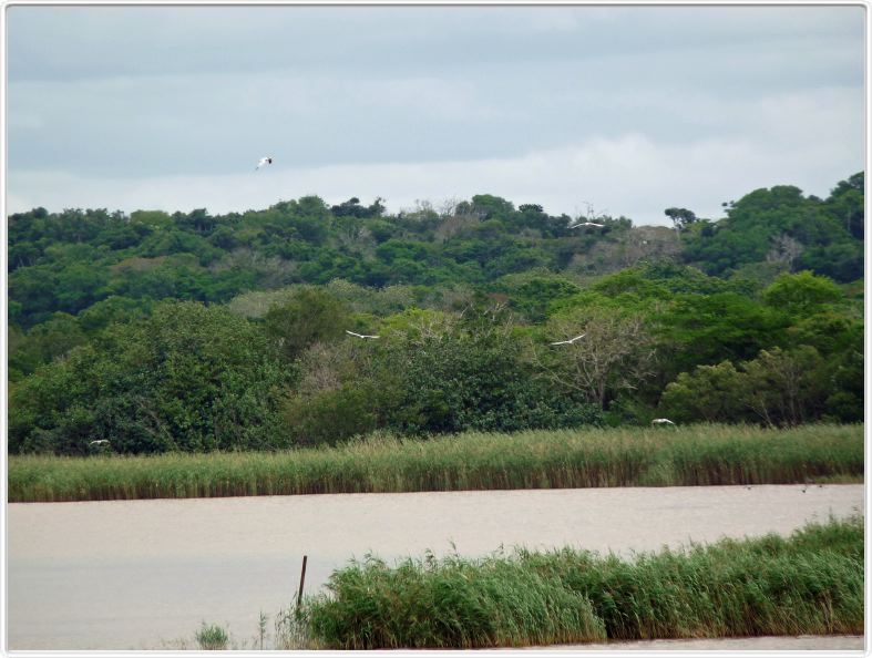 Estuaire de St Lucia