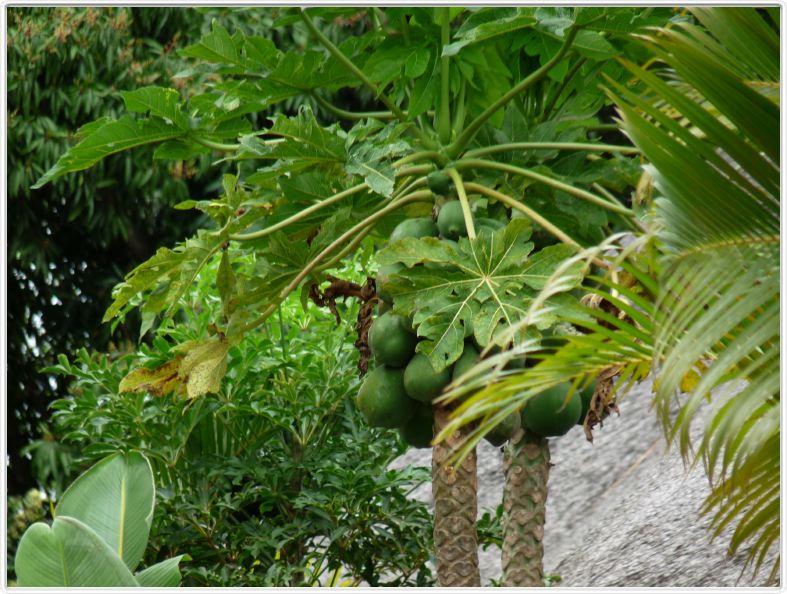 St Lucia