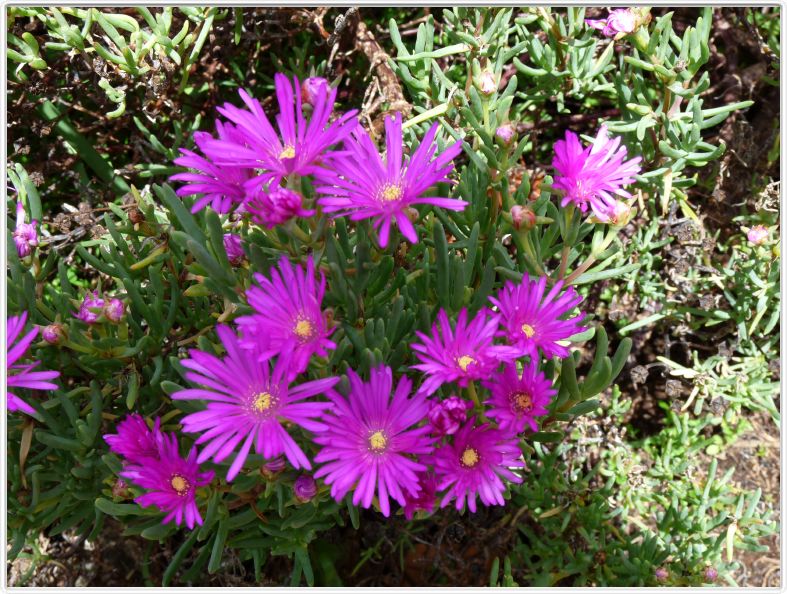 Lampranthus amoenus