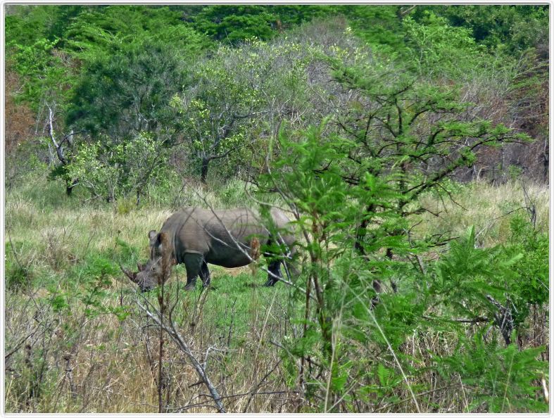 Réserve  d'Hlhuhluwe -Imfolozi - Rhinocéros