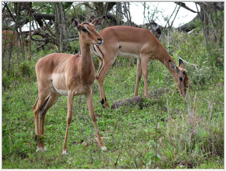 Impalas