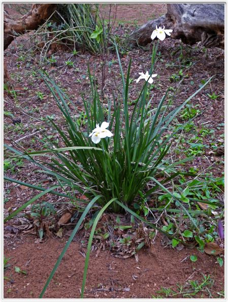 Iris du Cap, Iris d'Afrique (Dietes iridoides)