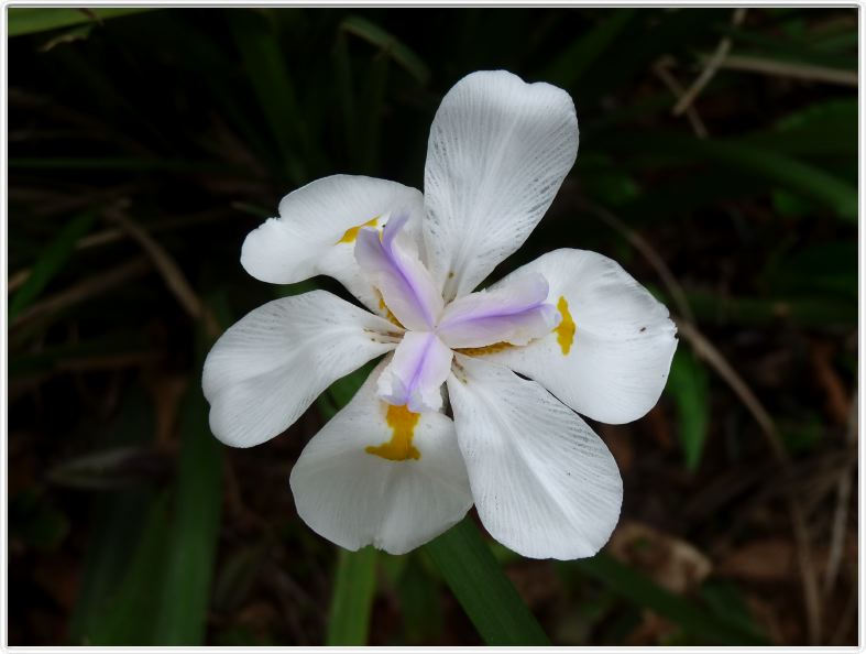 Iris du Cap, Iris d'Afrique (Dietes iridoides)