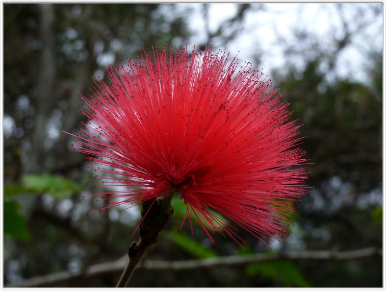 Jambosier rouge (Syzygium malaccense)