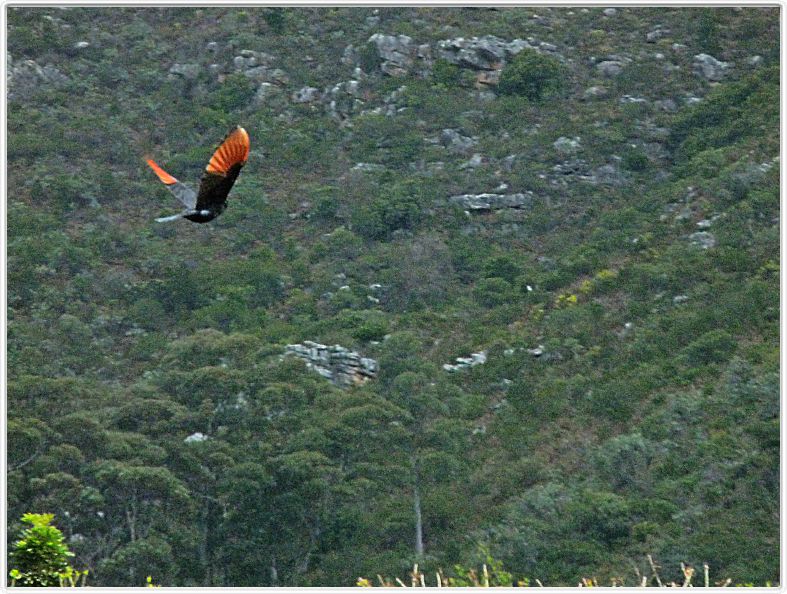 Red-winged starling (Rufipenne morio)