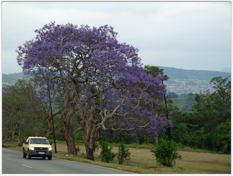 Swaziland - Jacaranda