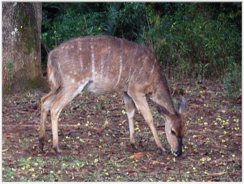 Mlilwane (Swaziland) -Nyala femelle
