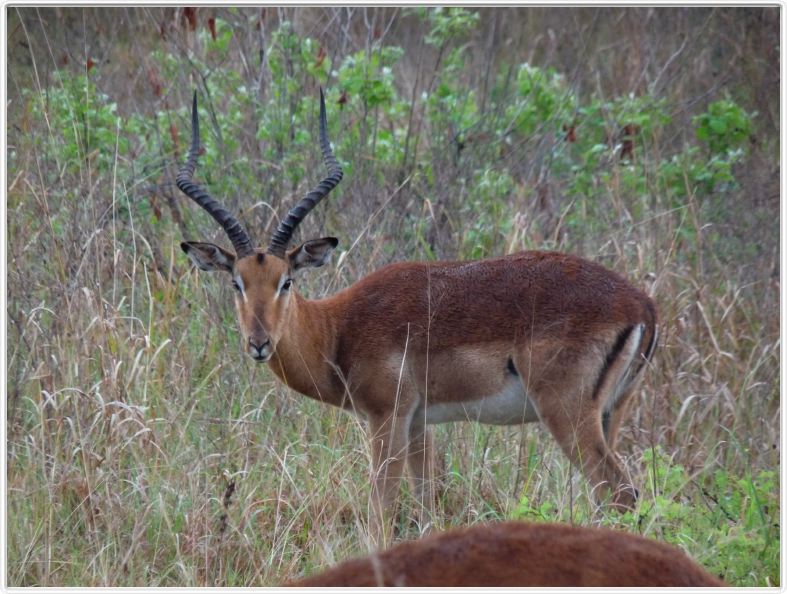 Mlilwane (Swaziland) - Impala mâle