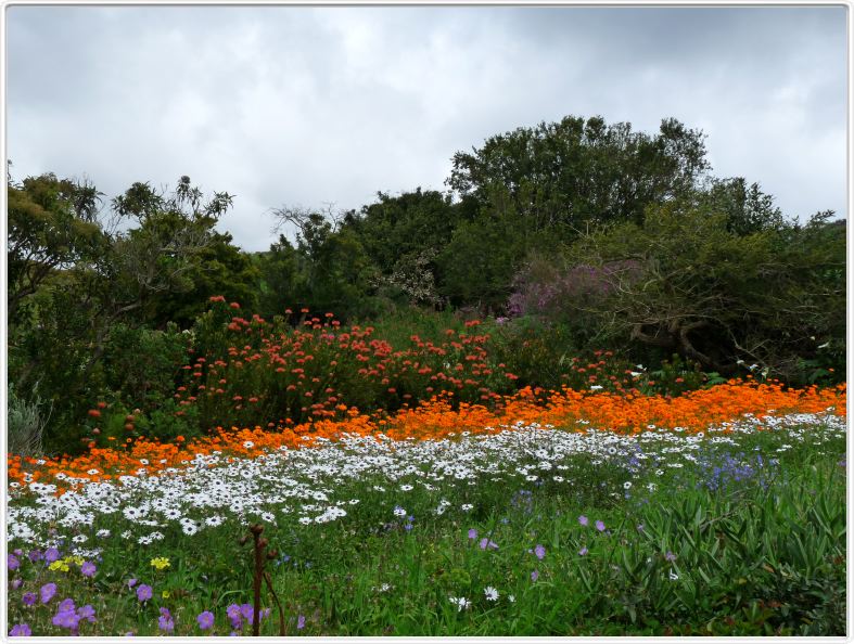 Jardin botanique de Kirstenbosch