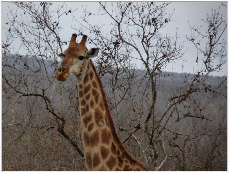Parc Kruger - Girafe