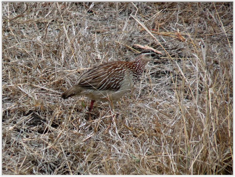 Parc Kruger - Francolin huppé