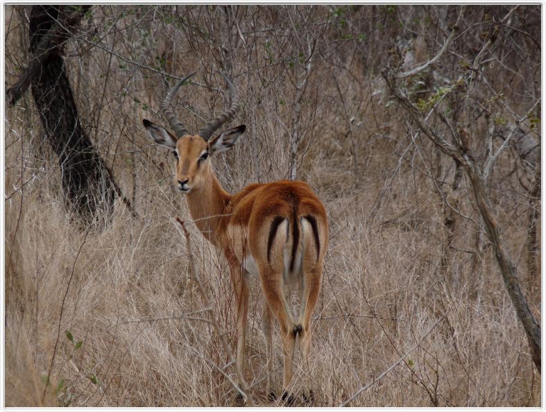 Parc Kruger - Impala mâle