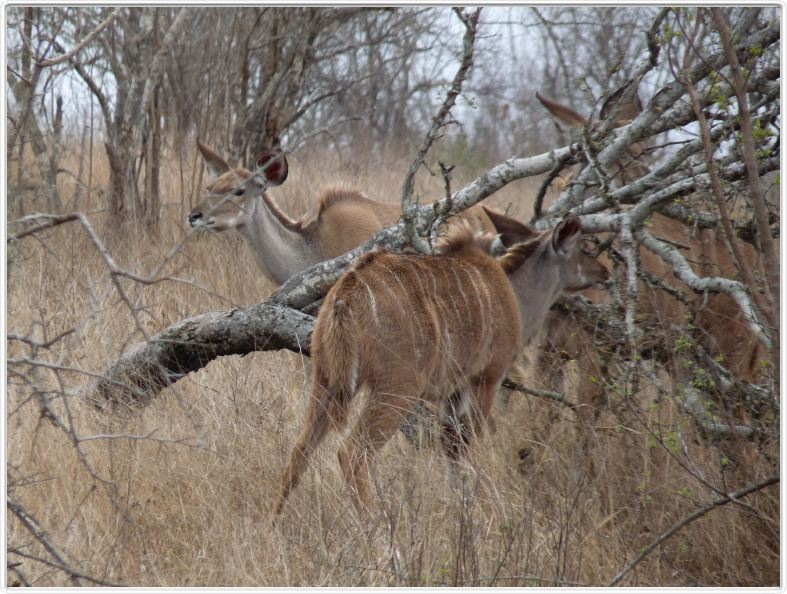 Parc Kruger - Koudous