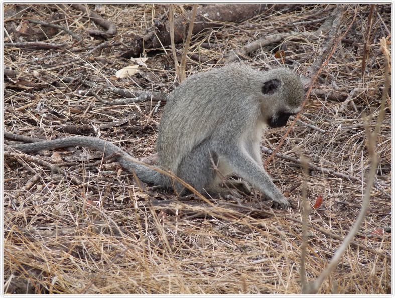 Singe Vervet
