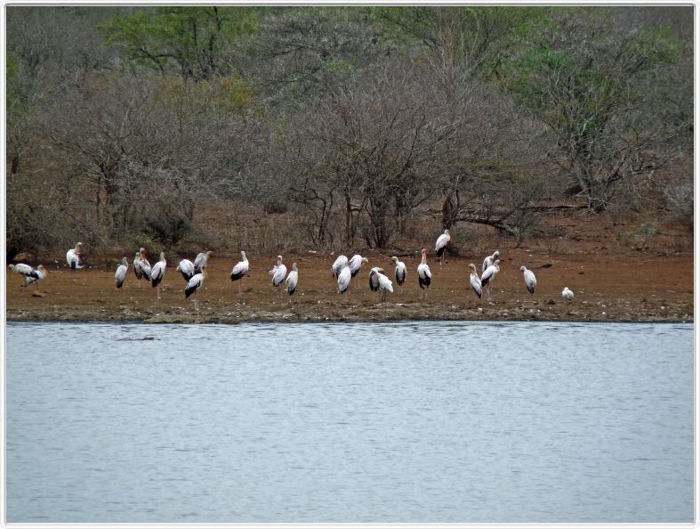 Tantale Ibis (Mycteria Ibis)