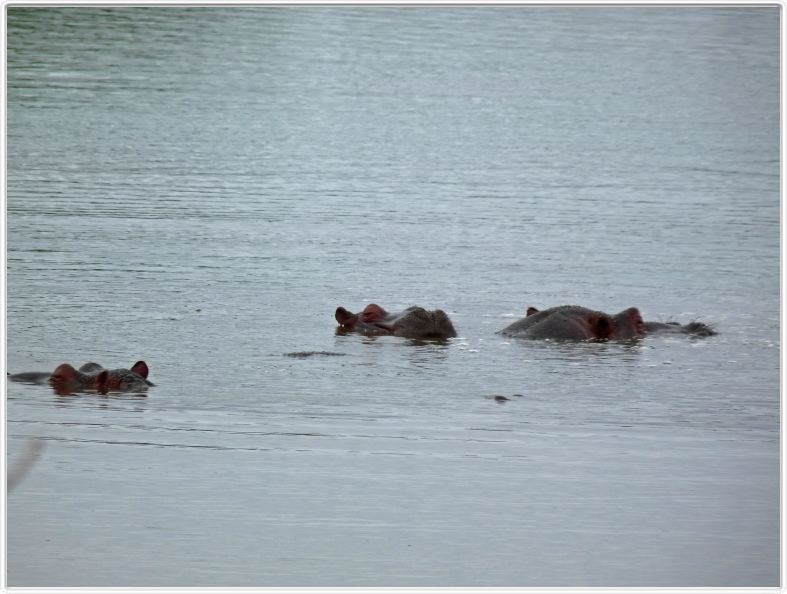Hippopotames