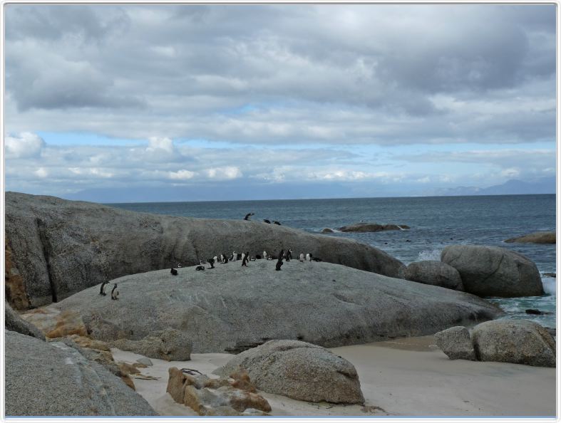 Manchots du Cap à Boulders Beach