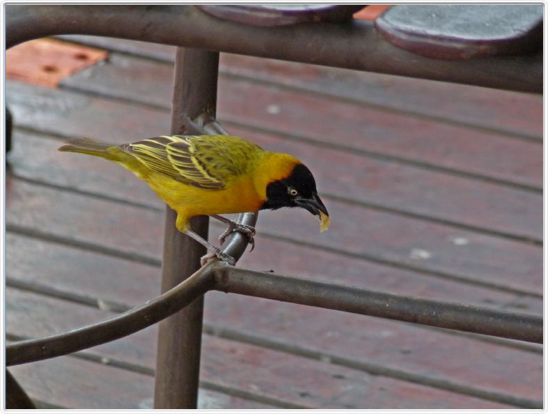 Tisserin gendarme (Ploceus cucullatus)