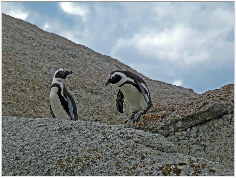 Manchots du Cap à Boulders Beach