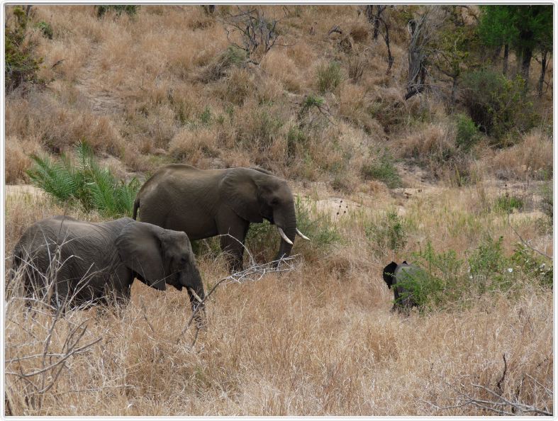 Eléphants