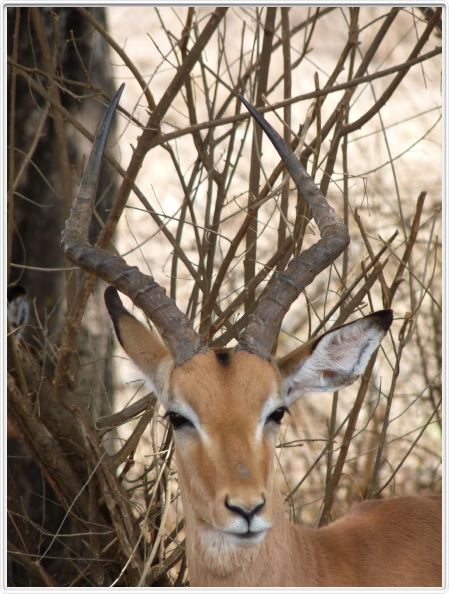 Impala mâle