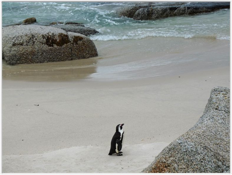 Manchots du Cap à Boulders Beach