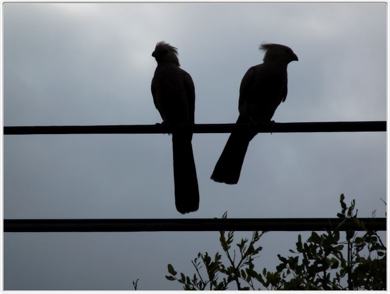 Touraco gris ou Touraco concolore